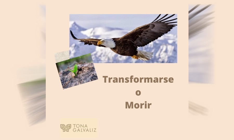 Transformarse o morir - Diario La Mañana